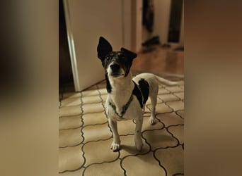 Marcella ist sportlich und schlau (61184 Karben)