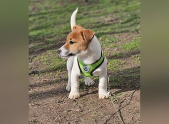 Karslson ist ein aufgeweckter Hundejunge