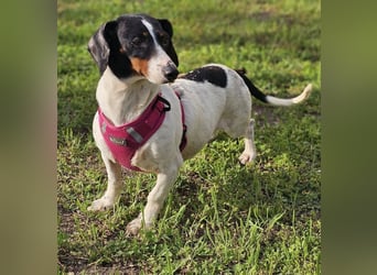 Marti ist agil und gelehrig