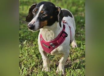 Marti ist agil und gelehrig