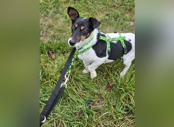 Marcella ist sportlich und schlau (61184 Karben)