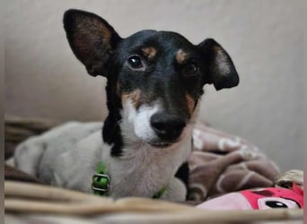 Marcella ist sportlich und schlau (61184 Karben)