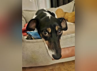 Marcella ist sportlich und schlau (61184 Karben)