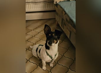 Marcella ist sportlich und schlau (61184 Karben)