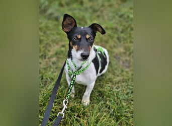 Marcella ist sportlich und schlau (61184 Karben)