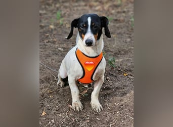 Marti sucht ein Zuhause bei aktiven Menschen