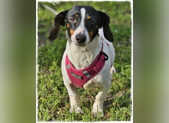 Marti ist agil und gelehrig