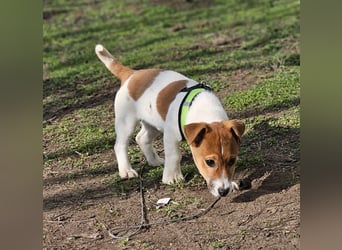 Karslson ist ein aufgeweckter Hundejunge