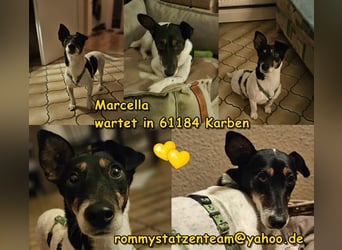 Marcella ist sportlich und schlau (61184 Karben)