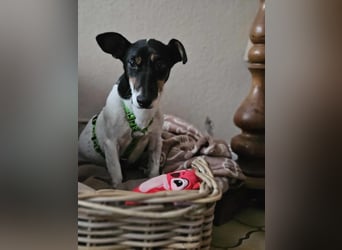 Marcella ist sportlich und schlau (61184 Karben)