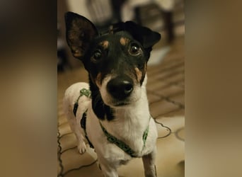 Marcella ist sportlich und schlau (61184 Karben)