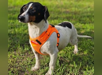 Marti sucht ein Zuhause bei aktiven Menschen