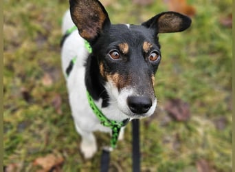 Marcella ist sportlich und schlau (61184 Karben)