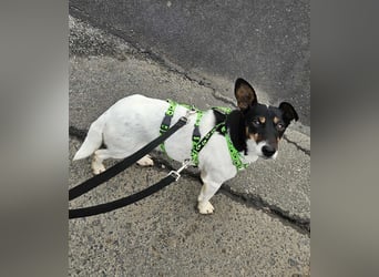 Marcella ist sportlich und schlau (61184 Karben)