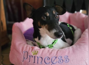 Marcella ist sportlich und schlau (61184 Karben)