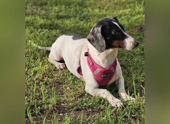 Marti ist agil und gelehrig