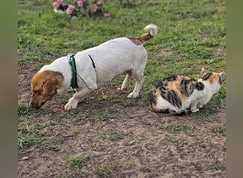 Jure ist ein lustiger, kleiner Wirbelwind