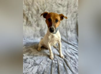 O'Connor - Klitzekleiner, liebevoller Jack Russell, 8Mon., kastriert