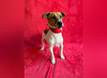 O'Connor - Klitzekleiner, liebevoller Jack Russell, 8Mon., kastriert