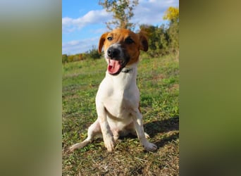 O'Connor - Klitzekleiner, liebevoller Jack Russell, 8Mon., kastriert