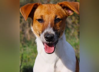 O'Connor - Klitzekleiner, liebevoller Jack Russell, 8Mon., kastriert