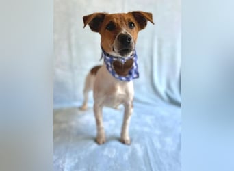 O'Connor - Klitzekleiner, liebevoller Jack Russell, 8Mon., kastriert