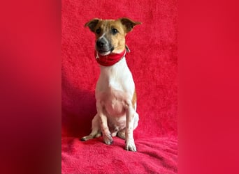 O'Connor - Klitzekleiner, liebevoller Jack Russell, 8Mon., kastriert