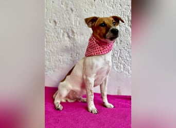 O'Connor - Klitzekleiner, liebevoller Jack Russell, 8Mon., kastriert