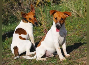 O'Connor - Klitzekleiner, liebevoller Jack Russell, 8Mon., kastriert