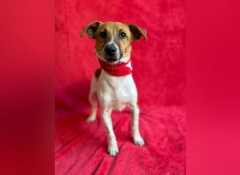 O'Connor - Klitzekleiner, liebevoller Jack Russell, 8Mon., kastriert