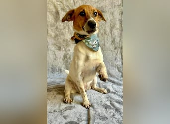 O'Connor - Klitzekleiner, liebevoller Jack Russell, 8Mon., kastriert