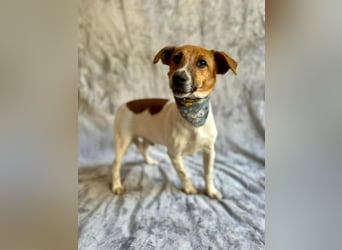 O'Connor - Klitzekleiner, liebevoller Jack Russell, 8Mon., kastriert