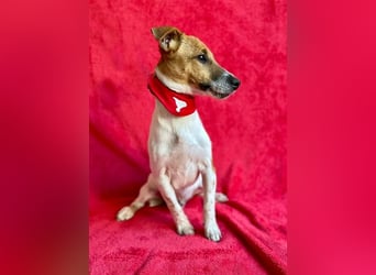 O'Connor - Klitzekleiner, liebevoller Jack Russell, 8Mon., kastriert