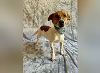 O'Connor - Klitzekleiner, liebevoller Jack Russell, 8Mon., kastriert