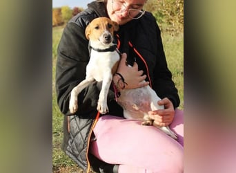 O'Connor - Klitzekleiner, liebevoller Jack Russell, 8Mon., kastriert