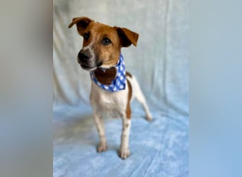 O'Connor - Klitzekleiner, liebevoller Jack Russell, 8Mon., kastriert