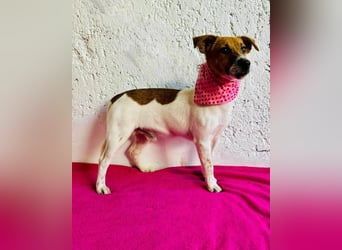O'Connor - Klitzekleiner, liebevoller Jack Russell, 8Mon., kastriert