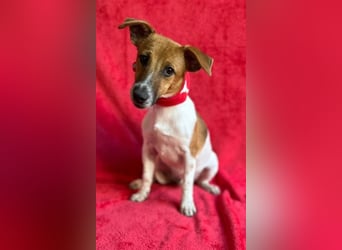 O'Connor - Klitzekleiner, liebevoller Jack Russell, 8Mon., kastriert