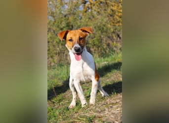 O'Connor - Klitzekleiner, liebevoller Jack Russell, 8Mon., kastriert