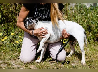 Typisch Frohnatur ♦️I Z Z Y ♦️ in der Cantinho da Milu ⏳ 1/2026