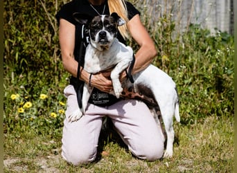 Typisch Frohnatur ♦️I Z Z Y ♦️ in der Cantinho da Milu ⏳ 1/2026