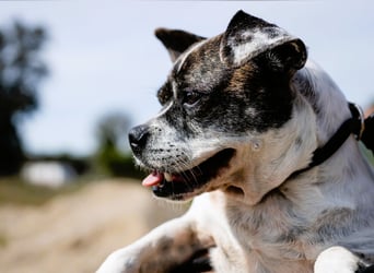 Typisch Frohnatur ♦️I Z Z Y ♦️ in der Cantinho da Milu ⏳ 1/2026