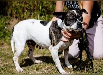 Typisch Frohnatur ♦️I Z Z Y ♦️ in der Cantinho da Milu ⏳ 1/2026