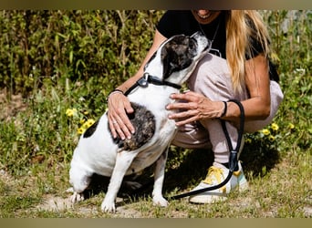 Typisch Frohnatur ♦️I Z Z Y ♦️ in der Cantinho da Milu ⏳ 1/2026