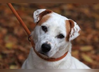 Rusty jetzt auf Pflegestelle in 67105 Schifferstadt