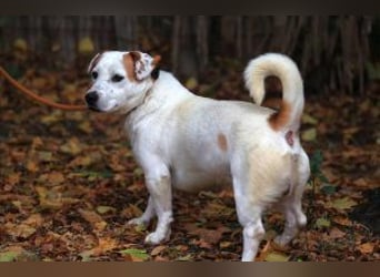 Rusty jetzt auf Pflegestelle in 67105 Schifferstadt