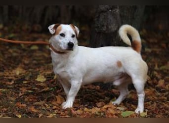 Rusty jetzt auf Pflegestelle in 67105 Schifferstadt