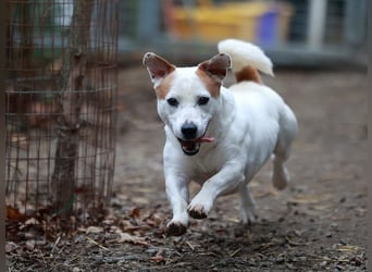 Rusty jetzt auf Pflegestelle in 67105 Schifferstadt