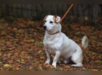 Rusty jetzt auf Pflegestelle in 67105 Schifferstadt