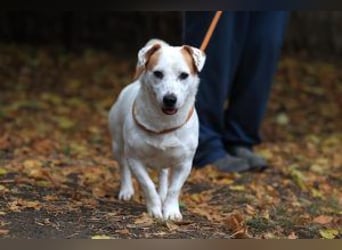 Rusty jetzt auf Pflegestelle in 67105 Schifferstadt